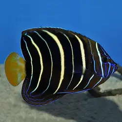 مشخصات کامل فرشته ماهی دم طلایی به همراه 0 تا 100 آموزش نگهداری فرشته ماهی دم طلایی