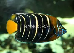 مشخصات کامل فرشته ماهی دم طلایی به همراه 0 تا 100 آموزش نگهداری فرشته ماهی دم طلایی