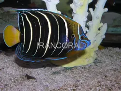 مشخصات کامل فرشته ماهی دم طلایی به همراه 0 تا 100 آموزش نگهداری فرشته ماهی دم طلایی