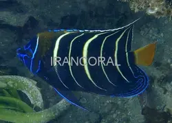 مشخصات کامل فرشته ماهی دم طلایی به همراه 0 تا 100 آموزش نگهداری فرشته ماهی دم طلایی