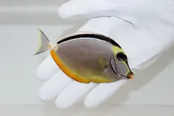 قیمت و خرید جراح ماهی ناسو - 0 تا 100 نگهداری جراح ماهی ناسو با ایران کورال