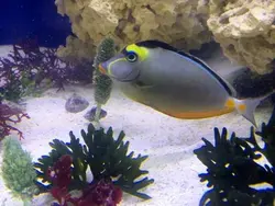 قیمت و خرید جراح ماهی ناسو - 0 تا 100 نگهداری جراح ماهی ناسو با ایران کورال