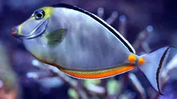 قیمت و خرید جراح ماهی ناسو - 0 تا 100 نگهداری جراح ماهی ناسو با ایران کورال