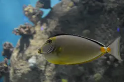 قیمت و خرید جراح ماهی ناسو - 0 تا 100 نگهداری جراح ماهی ناسو با ایران کورال