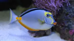 قیمت و خرید جراح ماهی ناسو - 0 تا 100 نگهداری جراح ماهی ناسو با ایران کورال