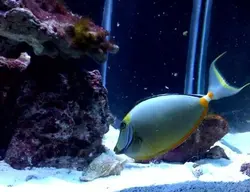 قیمت و خرید جراح ماهی ناسو - 0 تا 100 نگهداری جراح ماهی ناسو با ایران کورال