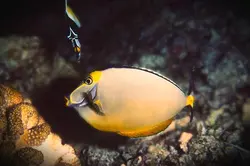 قیمت و خرید جراح ماهی ناسو - 0 تا 100 نگهداری جراح ماهی ناسو با ایران کورال