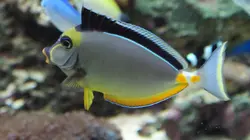 قیمت و خرید جراح ماهی ناسو - 0 تا 100 نگهداری جراح ماهی ناسو با ایران کورال