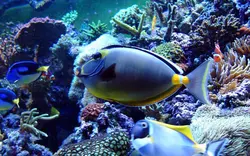 قیمت و خرید جراح ماهی ناسو - 0 تا 100 نگهداری جراح ماهی ناسو با ایران کورال