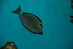 قیمت و خرید جراح ماهی ناسو - 0 تا 100 نگهداری جراح ماهی ناسو با ایران کورال