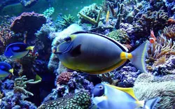 قیمت و خرید جراح ماهی ناسو - 0 تا 100 نگهداری جراح ماهی ناسو با ایران کورال