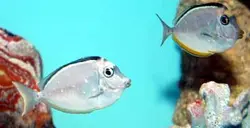 قیمت و خرید جراح ماهی ناسو - 0 تا 100 نگهداری جراح ماهی ناسو با ایران کورال