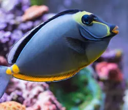 قیمت و خرید جراح ماهی ناسو - 0 تا 100 نگهداری جراح ماهی ناسو با ایران کورال