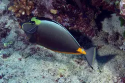 قیمت و خرید جراح ماهی ناسو - 0 تا 100 نگهداری جراح ماهی ناسو با ایران کورال