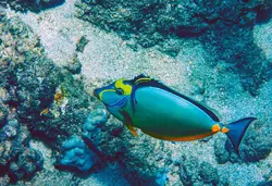 قیمت و خرید جراح ماهی ناسو - 0 تا 100 نگهداری جراح ماهی ناسو با ایران کورال