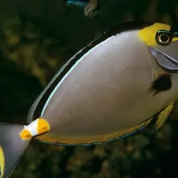 قیمت و خرید جراح ماهی ناسو - 0 تا 100 نگهداری جراح ماهی ناسو با ایران کورال