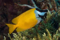 قیمت و خرید روباه ماهی زرد - مشخصات 0 تا 100 روباه ماهی زرد در ایران کورال