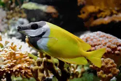 قیمت و خرید روباه ماهی زرد - مشخصات 0 تا 100 روباه ماهی زرد در ایران کورال