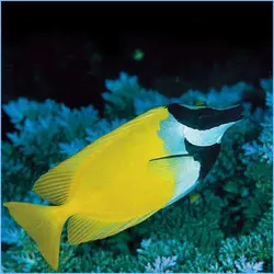 قیمت و خرید روباه ماهی زرد - مشخصات 0 تا 100 روباه ماهی زرد در ایران کورال