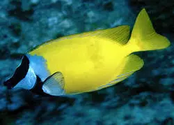 قیمت و خرید روباه ماهی زرد - مشخصات 0 تا 100 روباه ماهی زرد در ایران کورال