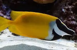 قیمت و خرید روباه ماهی زرد - مشخصات 0 تا 100 روباه ماهی زرد در ایران کورال