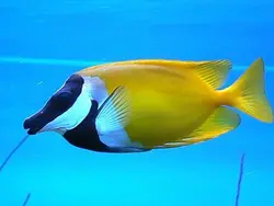 قیمت و خرید روباه ماهی زرد - مشخصات 0 تا 100 روباه ماهی زرد در ایران کورال