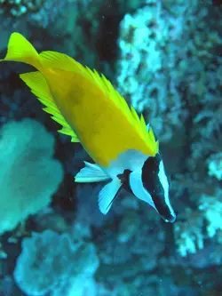 قیمت و خرید روباه ماهی زرد - مشخصات 0 تا 100 روباه ماهی زرد در ایران کورال