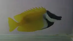 قیمت و خرید روباه ماهی زرد - مشخصات 0 تا 100 روباه ماهی زرد در ایران کورال