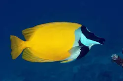 قیمت و خرید روباه ماهی زرد - مشخصات 0 تا 100 روباه ماهی زرد در ایران کورال