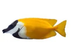 قیمت و خرید روباه ماهی زرد - مشخصات 0 تا 100 روباه ماهی زرد در ایران کورال