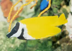 قیمت و خرید روباه ماهی زرد - مشخصات 0 تا 100 روباه ماهی زرد در ایران کورال