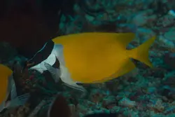 قیمت و خرید روباه ماهی زرد - مشخصات 0 تا 100 روباه ماهی زرد در ایران کورال