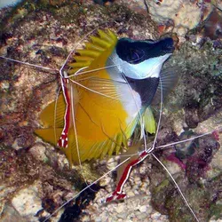 قیمت و خرید روباه ماهی زرد - مشخصات 0 تا 100 روباه ماهی زرد در ایران کورال