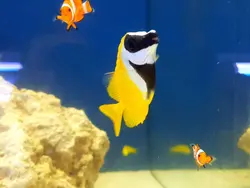 قیمت و خرید روباه ماهی زرد - مشخصات 0 تا 100 روباه ماهی زرد در ایران کورال