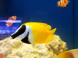 قیمت و خرید روباه ماهی زرد - مشخصات 0 تا 100 روباه ماهی زرد در ایران کورال