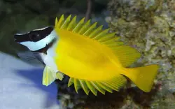 قیمت و خرید روباه ماهی زرد - مشخصات 0 تا 100 روباه ماهی زرد در ایران کورال