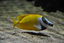 قیمت و خرید روباه ماهی زرد - مشخصات 0 تا 100 روباه ماهی زرد در ایران کورال