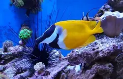 قیمت و خرید روباه ماهی زرد - مشخصات 0 تا 100 روباه ماهی زرد در ایران کورال