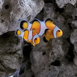 قیمت و خرید دلقک ماهی اسلاریس - 0 تا 100 دلقک ماهی اسلاریس به همراه تصاویر