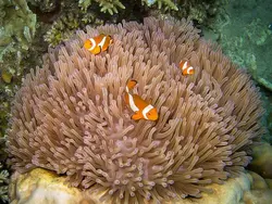 قیمت و خرید دلقک ماهی اسلاریس - 0 تا 100 دلقک ماهی اسلاریس به همراه تصاویر