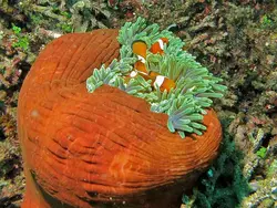 قیمت و خرید دلقک ماهی اسلاریس - 0 تا 100 دلقک ماهی اسلاریس به همراه تصاویر