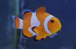 قیمت و خرید دلقک ماهی اسلاریس - 0 تا 100 دلقک ماهی اسلاریس به همراه تصاویر