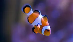 قیمت و خرید دلقک ماهی اسلاریس - 0 تا 100 دلقک ماهی اسلاریس به همراه تصاویر