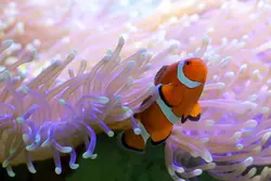 قیمت و خرید دلقک ماهی اسلاریس - 0 تا 100 دلقک ماهی اسلاریس به همراه تصاویر