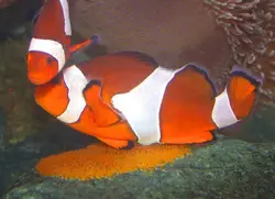 قیمت و خرید دلقک ماهی اسلاریس - 0 تا 100 دلقک ماهی اسلاریس به همراه تصاویر