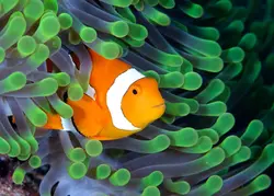 قیمت و خرید دلقک ماهی اسلاریس - 0 تا 100 دلقک ماهی اسلاریس به همراه تصاویر