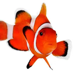 قیمت و خرید دلقک ماهی اسلاریس - 0 تا 100 دلقک ماهی اسلاریس به همراه تصاویر