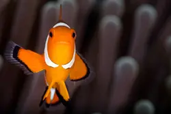 قیمت و خرید دلقک ماهی اسلاریس - 0 تا 100 دلقک ماهی اسلاریس به همراه تصاویر