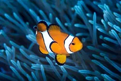 قیمت و خرید دلقک ماهی اسلاریس - 0 تا 100 دلقک ماهی اسلاریس به همراه تصاویر