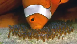 قیمت و خرید دلقک ماهی اسلاریس پرورشی- 0 تا 100 تکثیر دلقک ماهی اسلاریس پرورشی